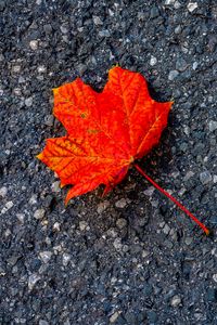Preview wallpaper leaf, maple, autumn, asphalt, macro