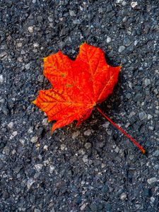 Preview wallpaper leaf, maple, autumn, asphalt, macro