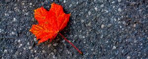 Preview wallpaper leaf, maple, autumn, asphalt, macro