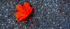 Preview wallpaper leaf, maple, autumn, asphalt, macro