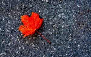 Preview wallpaper leaf, maple, autumn, asphalt, macro