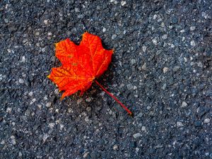 Preview wallpaper leaf, maple, autumn, asphalt, macro