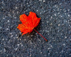 Preview wallpaper leaf, maple, autumn, asphalt, macro