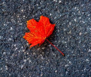 Preview wallpaper leaf, maple, autumn, asphalt, macro