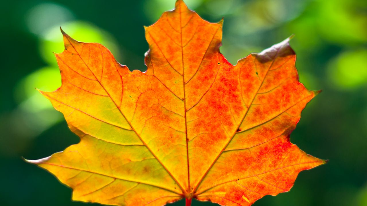 Wallpaper leaf, maple, autumn, macro