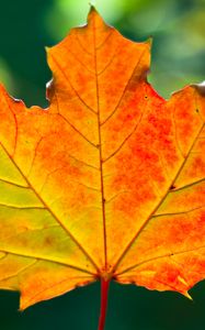 Preview wallpaper leaf, maple, autumn, macro