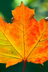 Preview wallpaper leaf, maple, autumn, macro