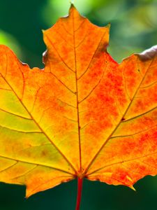 Preview wallpaper leaf, maple, autumn, macro