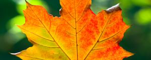 Preview wallpaper leaf, maple, autumn, macro