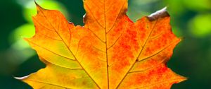 Preview wallpaper leaf, maple, autumn, macro