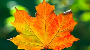 Preview wallpaper leaf, maple, autumn, macro