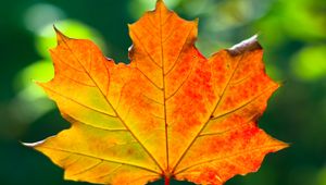 Preview wallpaper leaf, maple, autumn, macro