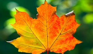 Preview wallpaper leaf, maple, autumn, macro