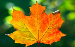 Preview wallpaper leaf, maple, autumn, macro