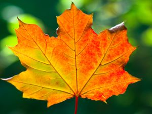 Preview wallpaper leaf, maple, autumn, macro