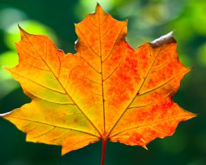 Preview wallpaper leaf, maple, autumn, macro