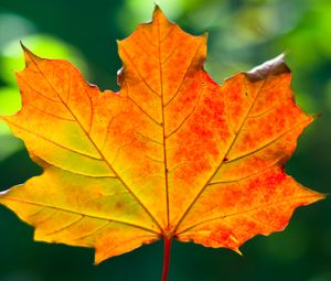 Preview wallpaper leaf, maple, autumn, macro