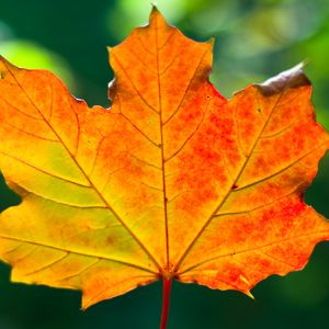 Preview wallpaper leaf, maple, autumn, macro