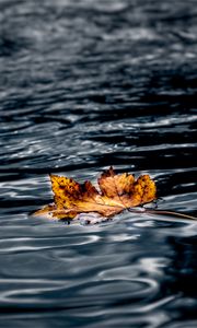 Preview wallpaper leaf, maple, autumn, water, wet, macro