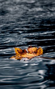 Preview wallpaper leaf, maple, autumn, water, wet, macro