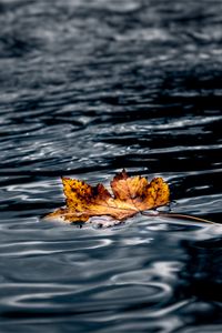 Preview wallpaper leaf, maple, autumn, water, wet, macro