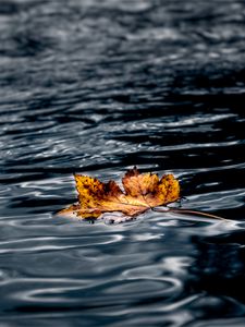 Preview wallpaper leaf, maple, autumn, water, wet, macro