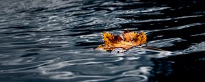 Preview wallpaper leaf, maple, autumn, water, wet, macro