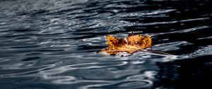 Preview wallpaper leaf, maple, autumn, water, wet, macro