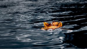 Preview wallpaper leaf, maple, autumn, water, wet, macro