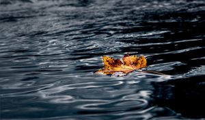 Preview wallpaper leaf, maple, autumn, water, wet, macro