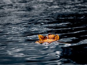Preview wallpaper leaf, maple, autumn, water, wet, macro