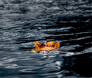 Preview wallpaper leaf, maple, autumn, water, wet, macro