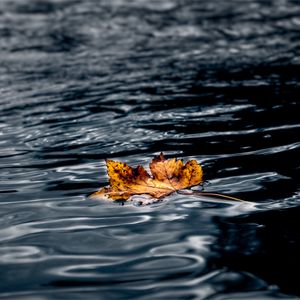 Preview wallpaper leaf, maple, autumn, water, wet, macro