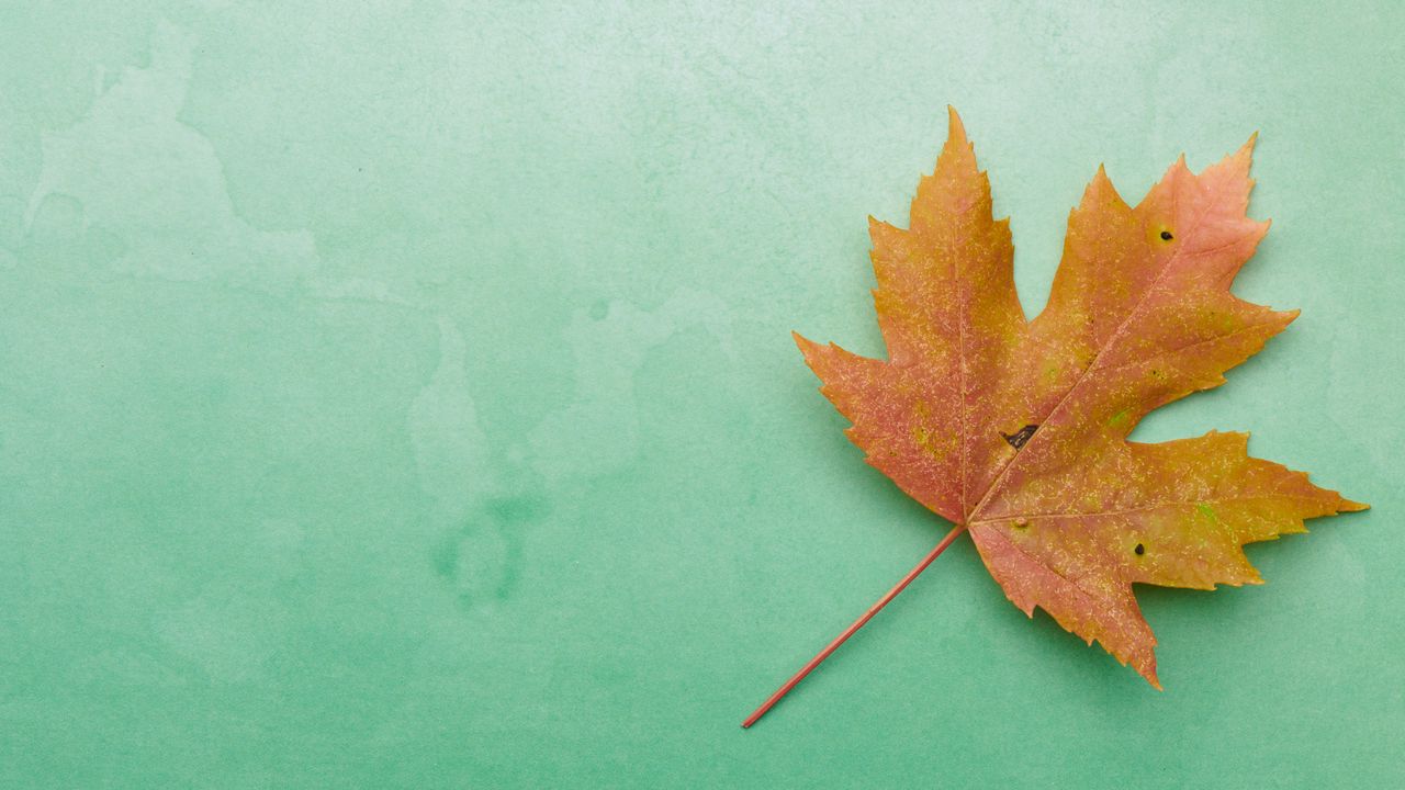 Wallpaper leaf, maple, autumn, macro, yellow, green background