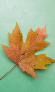 Preview wallpaper leaf, maple, autumn, macro, yellow, green background