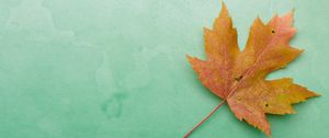 Preview wallpaper leaf, maple, autumn, macro, yellow, green background