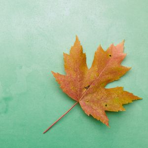 Preview wallpaper leaf, maple, autumn, macro, yellow, green background