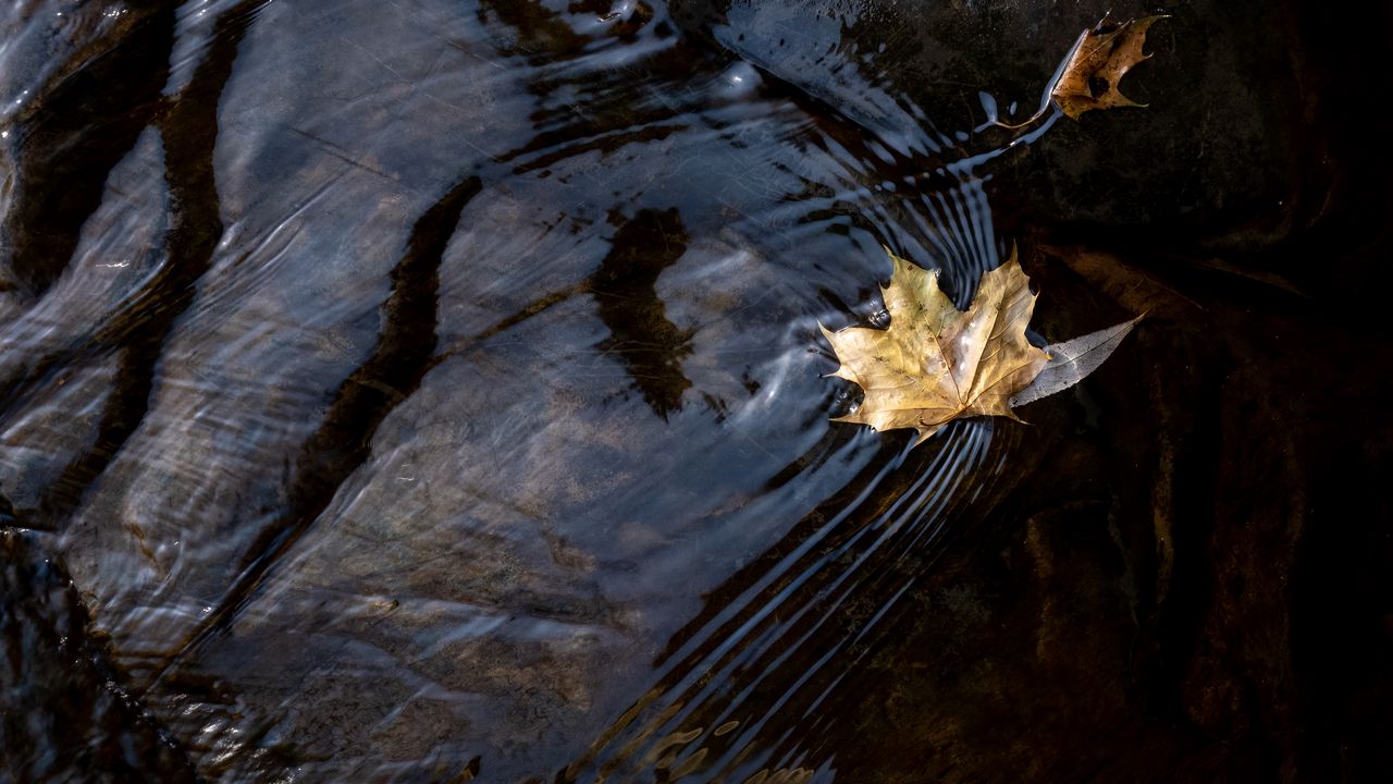 Wallpaper leaf, maple, autumn, water, macro