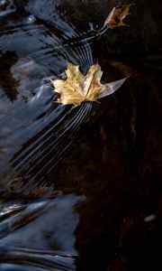 Preview wallpaper leaf, maple, autumn, water, macro