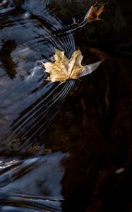 Preview wallpaper leaf, maple, autumn, water, macro