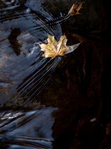 Preview wallpaper leaf, maple, autumn, water, macro