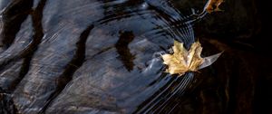 Preview wallpaper leaf, maple, autumn, water, macro