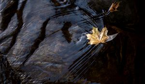 Preview wallpaper leaf, maple, autumn, water, macro