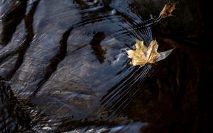 Preview wallpaper leaf, maple, autumn, water, macro