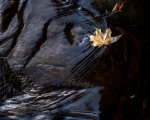 Preview wallpaper leaf, maple, autumn, water, macro