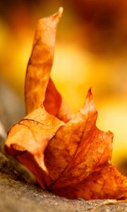 Preview wallpaper leaf, maple, autumn, dry