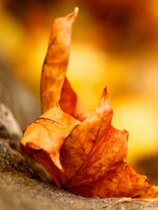 Preview wallpaper leaf, maple, autumn, dry