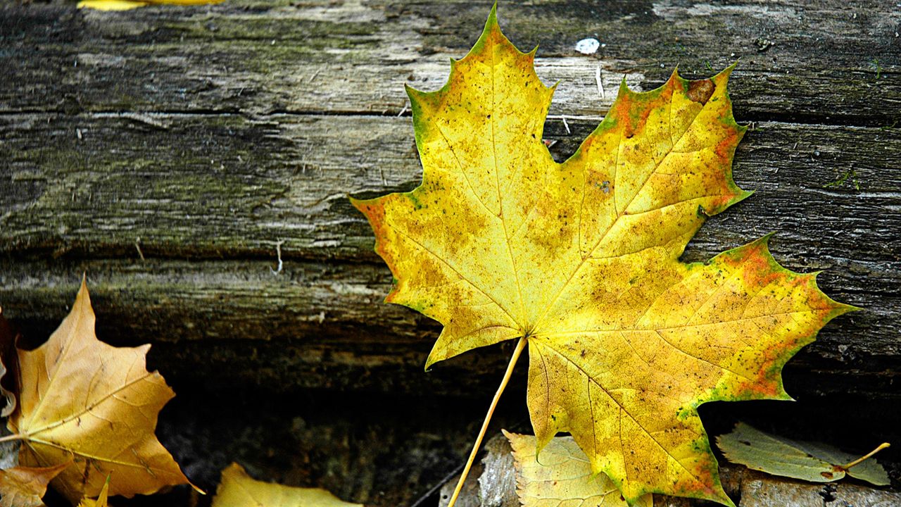 Wallpaper leaf, maple, autumn, log, yellow, gray