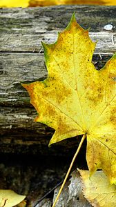 Preview wallpaper leaf, maple, autumn, log, yellow, gray