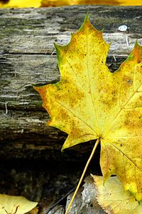 Preview wallpaper leaf, maple, autumn, log, yellow, gray